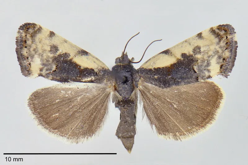 Tarache acerba