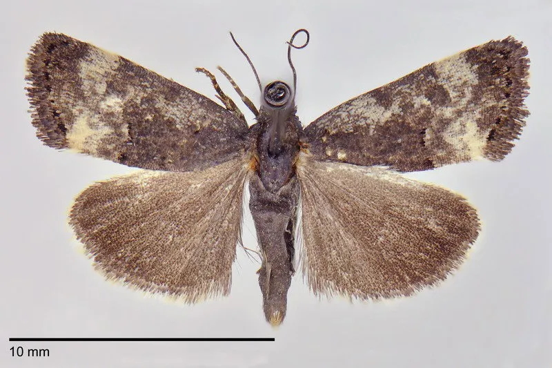 Tarache acerba