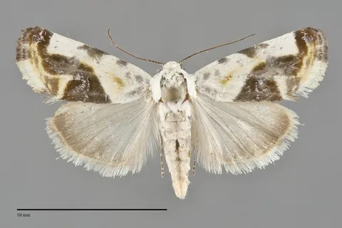Tarache arida