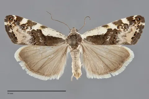 Tarache augustipennis