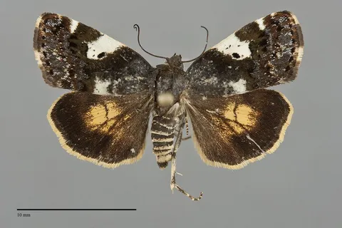 Tarache flavipennis