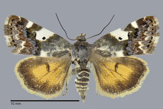 Tarache flavipennis