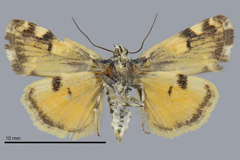 Tarache flavipennis