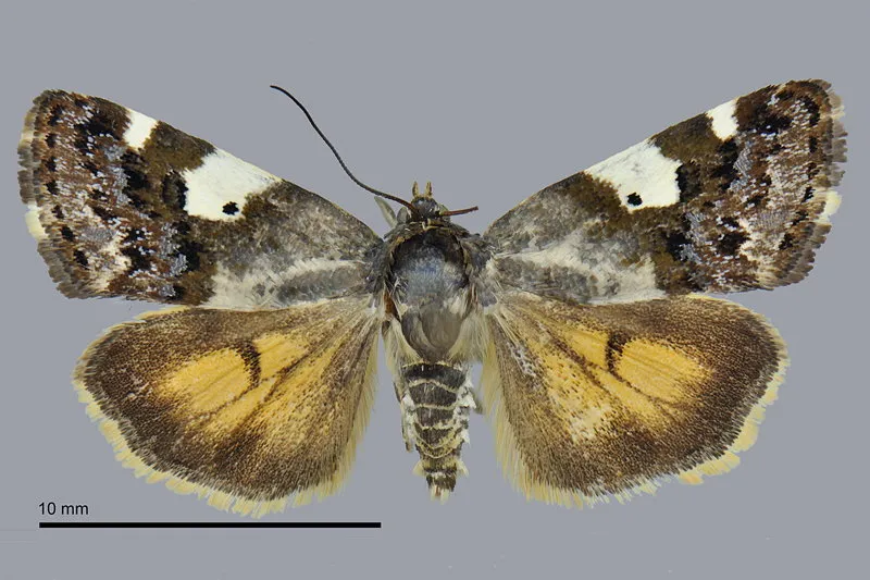 Tarache flavipennis