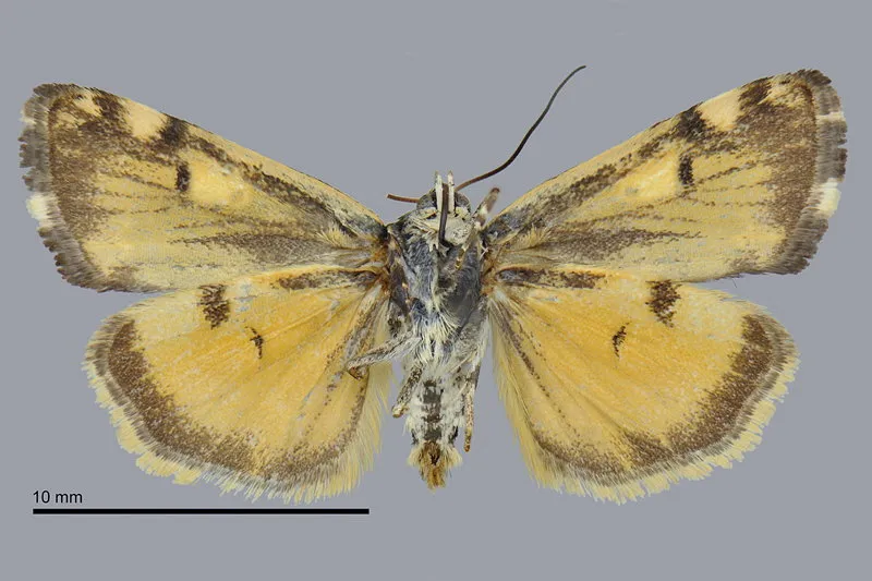 Tarache flavipennis
