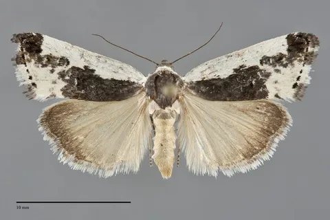 Tarache major