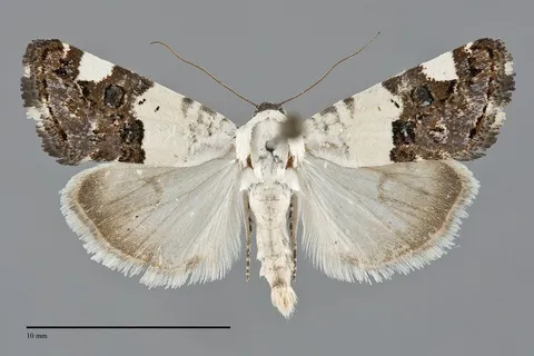 Tarache toddi