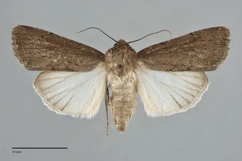 Tesagrotis amia