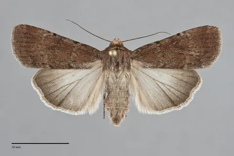 Tesagrotis atrifrons