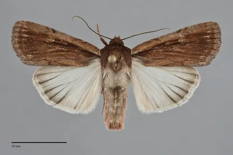 Tesagrotis corrodera