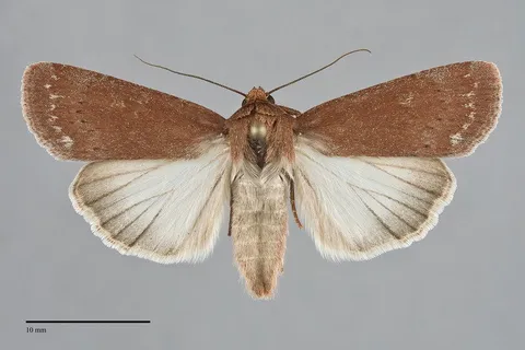Tesagrotis piscipellis