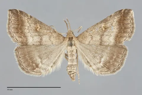 Tetanolita palligera