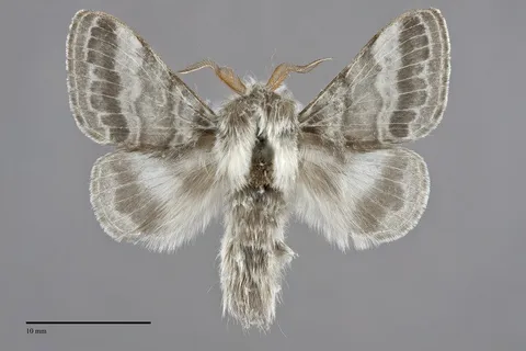 Tolype distincta