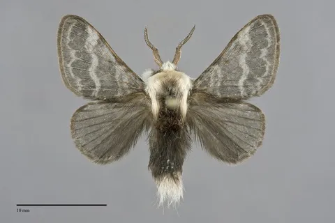 Tolype laricis
