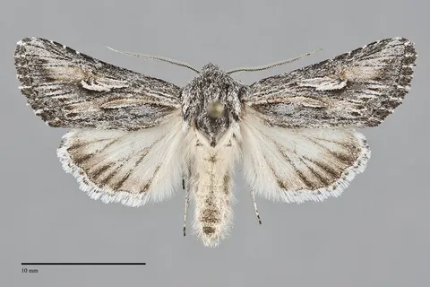 Trichocerapoda oblita