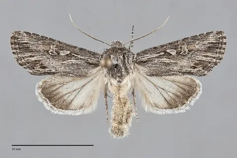 Trichocerapoda strigata