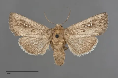 Tricholita chipeta