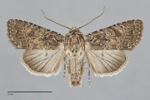 Trichopolia alfkenii