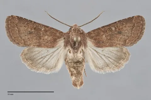 Trichopolia curtica