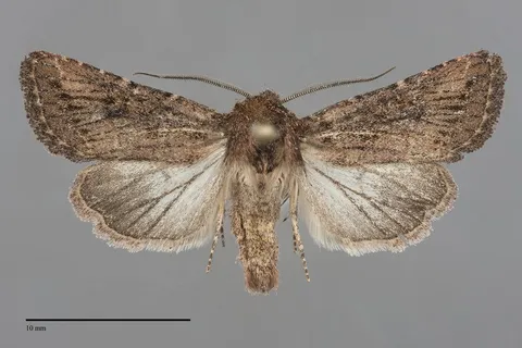 Trichopolia eureka