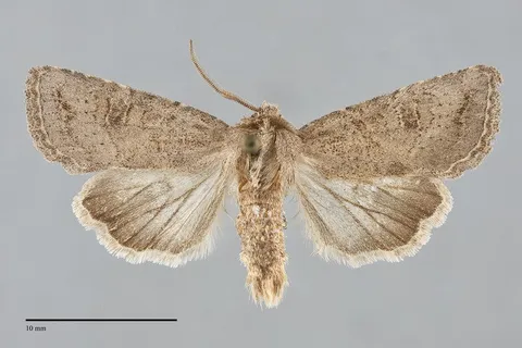 Trichopolia incincta