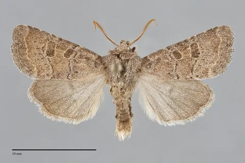 Trichopolia oviduca