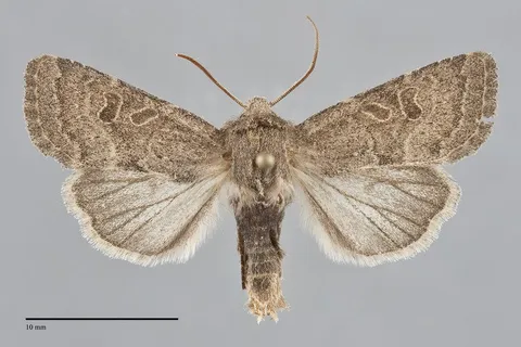 Trichopolia rufula