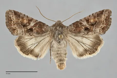 Trichordestra dodii