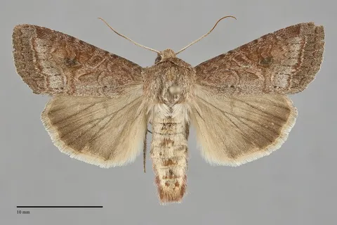 Trichordestra lilacina