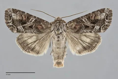 Trichordestra liquida