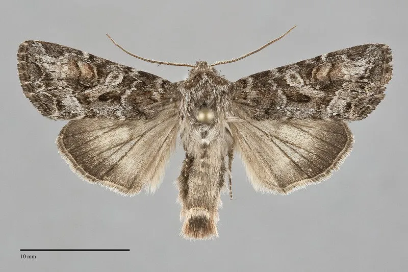 Trichordestra liquida