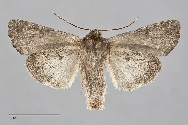 Trichordestra liquida