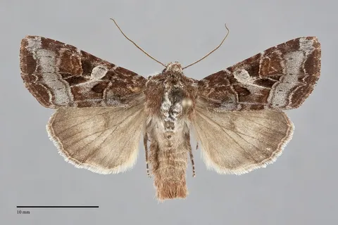Trichordestra tacoma
