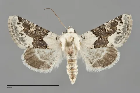 Triocnemis saporis