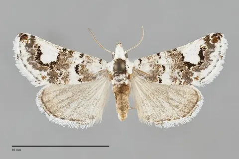 Tristyla alboplagiata