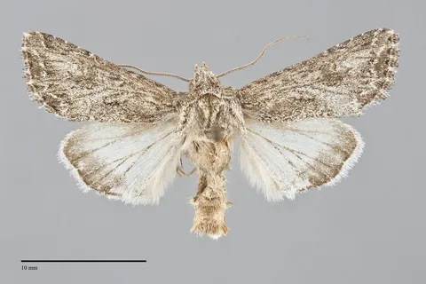 Trudestra hadeniformis