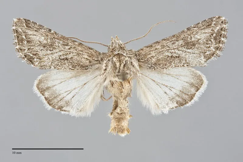 Trudestra hadeniformis