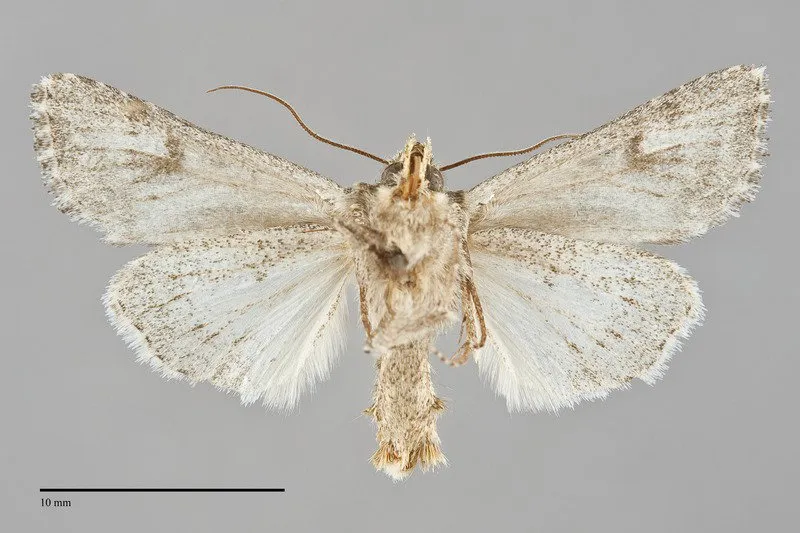 Trudestra hadeniformis