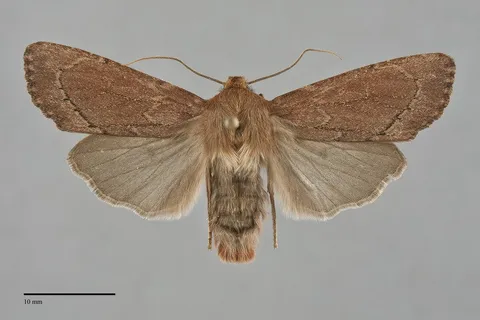 Ufeus hulstii