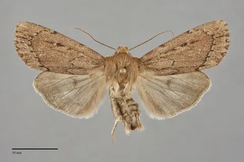 Ufeus satyricus