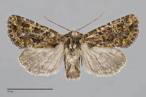 Viridiseptis marina