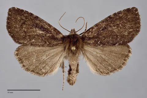 Xestia atrata