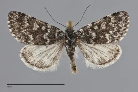 Xestia bryanti