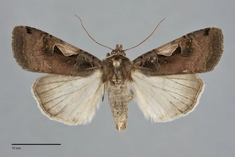 Xestia c-nigrum