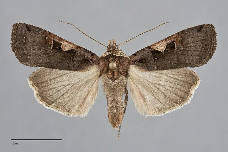 Xestia c-nigrum