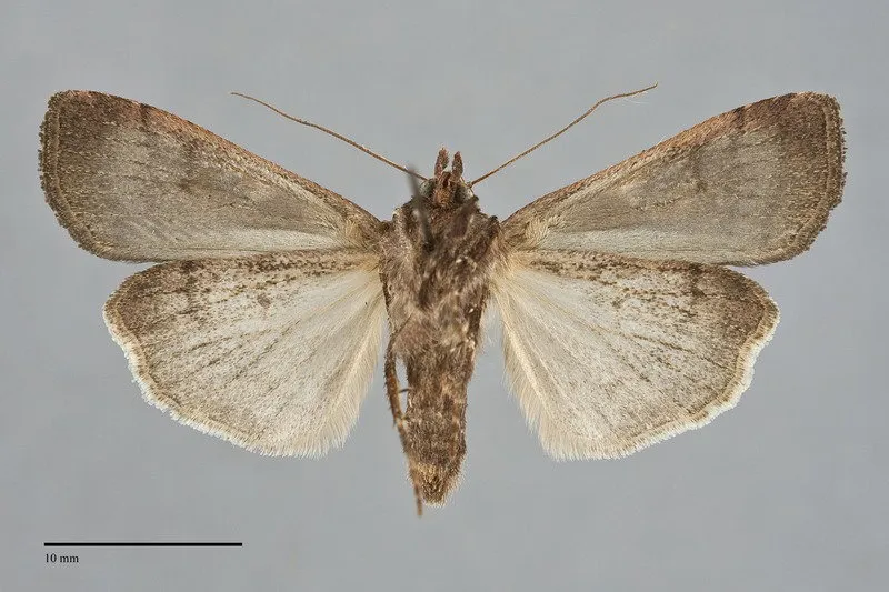 Xestia c-nigrum