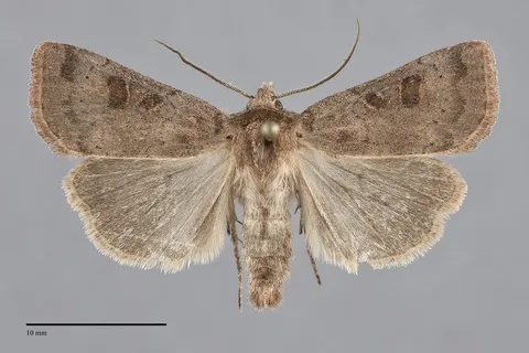 Xestia cinerascens