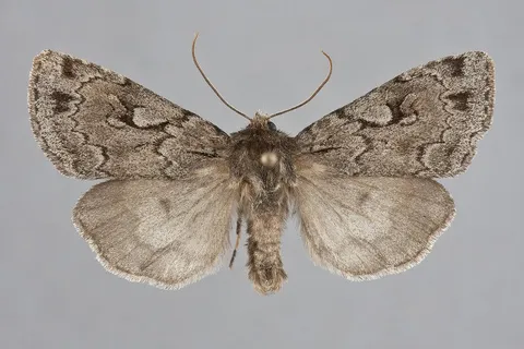 Xestia fabulosa