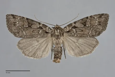 Xestia homogena