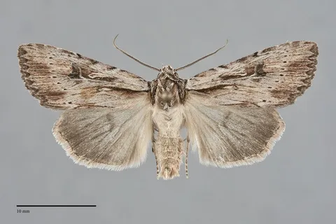 Xestia infimatis
